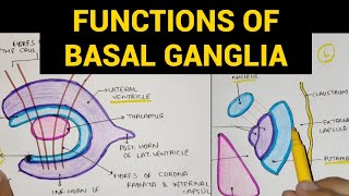 Basal Ganglia  3  Functions of Basal Ganglia [upl. by Lati]