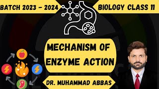 mechanism of enzyme action [upl. by Lionello]