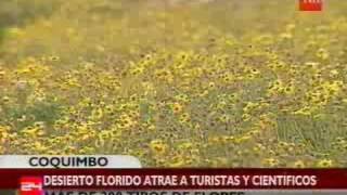 Despierta el desierto florido  24 Horas TVN Chile [upl. by Mokas]