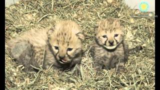 Cheetah Cubs Born at Smithsonians National Zoo [upl. by Janey152]