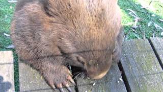 The Friendly Australian Wombat 2 [upl. by Yllier]