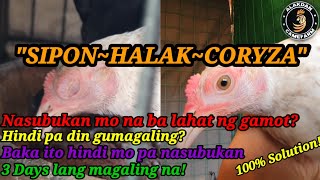 Ep 3 Paano mag pagaling ng SIPON HALAK CORYZA ll 100 Effective ll Alakdan Gameyard [upl. by Acinomahs]