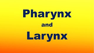 Pharynx and Larynx [upl. by Revkah]