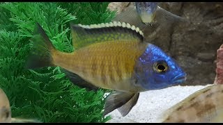 Placidochromis sp gold Mbamba Bay Breeding Colony [upl. by Letch]