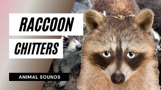 The Animal Sounds Raccoon Chitters  Sound Effect  Animation [upl. by Ailegna]