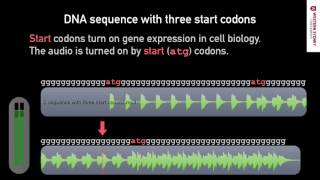 What does DNA sound like 02 START Sequences [upl. by Kiraa523]