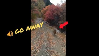 Terrified Utah hiker films cougar stalking him Viral Video  Caught On Camera [upl. by Nuavahs714]