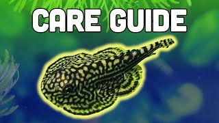 Hillstream Loach Care Guide – ​Amazing Oddball Algae Eater [upl. by Berky]