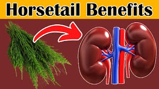 Top 6 Health Benefits of Horsetail  Horsetail Tea Benefits [upl. by Aimat470]