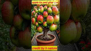 Apple tree harvesting in house plantfarming short [upl. by Aniham]