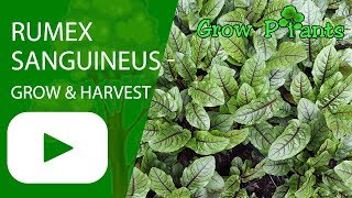 Rumex sanguineus  grow harvesting amp eat Red vein sorrel [upl. by Yaf917]