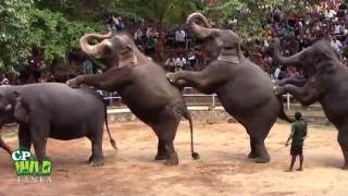 Elephants Dance At Dehiwala National Zoo Sri Lanka  Wildlife  Animals  Animal dance [upl. by Erikson105]