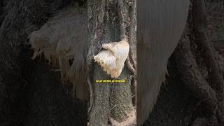 Lions Mane Mushroom A Big Mushroom fungi hiking mushroom foraging superfood mycology [upl. by Alleynad]