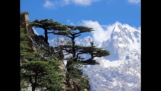 Deodar cedar Deodara cedrus Himalayan cedar quot Timber of the Godsquot Earths Most graceful tree [upl. by Harpole592]