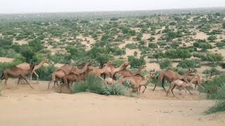 Camels running full speedPakistani camels going to forest [upl. by Nahgem]