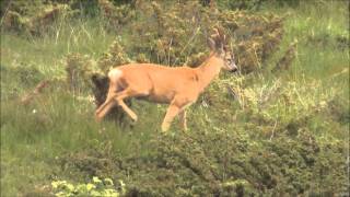 Barking Deer [upl. by Yrod]