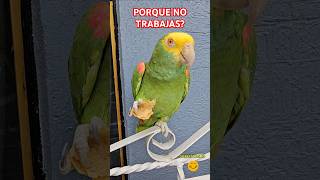 Cuando No Te Gusta Trabajar 🤣 Loro Que Habla Shorts parrot humor loros memes birds funny fyp [upl. by Lednek]