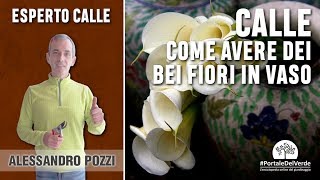 Come avere delle belle piante di calle in vaso [upl. by Notgnirra301]