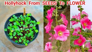 Hollyhock Plant From Seeds To Flower Update  How To Grow Hollyhock Plant [upl. by Eizzo256]