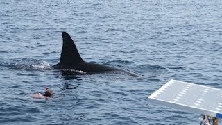 Close encounter with wild Orcas in the Mergui Archipelago Myanmar [upl. by Suchta]