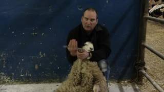 How to Prevent Sheep Foot Rot [upl. by Yeldnarb]