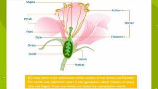 Morphology Of Flowering Plants [upl. by Eanehs515]