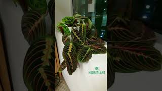 Time Lapse  Prayer Plant Maranta Leuconeura [upl. by Mauralia145]