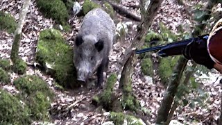 CACCIA al CINGHIALE in BRACCATA  Il Fosso del Pantano quotRombo di Tuonoquot  PARTE 1 [upl. by Emearg]