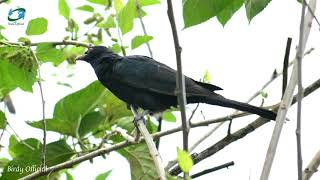 Cuckoo Bird Sound  KoelKoyal Ki Awaz  Relaxing Bird Sound [upl. by Napier476]