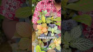 Fittonia and Bigonia Combo 7994225001 gardening ecogarden garden plants [upl. by Jarl]