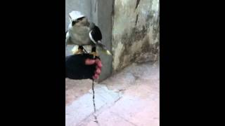 Training a black shouldered kite with a whistle [upl. by Press]