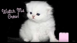 Watch a Persian Kitten Grow Doll Face Teacup Persian Kittens For Sale at CatsCreationcom [upl. by Elvis]