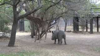 A giraffe kicked a naughty rhino ORIGINAL VIDEO [upl. by Nanfa]