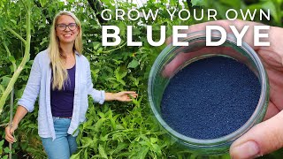 How to Grow Indigo Plants amp Process It into Blue Dye [upl. by Nittirb826]