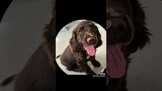 Spaniel Procreate Art Time Lapse digitalpainting [upl. by Dnomayd]