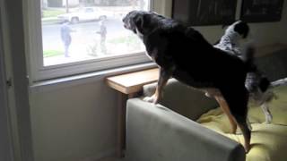 Dogs Barking At Mailman [upl. by Nellahs248]