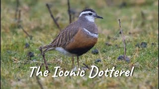 THE ICONIC DOTTEREL [upl. by Tomaso714]