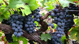 Ribeira Sacra heroic winemaking at Galicias heart [upl. by Obola]