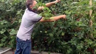 Bramen Snoeien 1 Ton de Tuinman [upl. by Anayk]