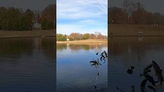 TROUT STOCKING DAY AT SHIELDS LAKE RICHMOND VIRGINIA STOCKED TROUT VIRGINIA URBAN WATERS PROGRAM [upl. by Gathard904]