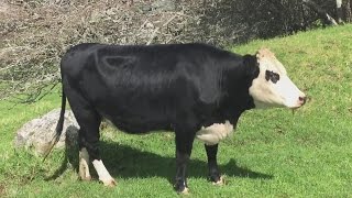 Cow Mooing  Cow Mooing Sounds 100 Real [upl. by Mehsah]