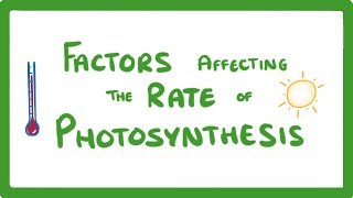 GCSE Biology  Factors Affecting the Rate of Photosynthesis 49 [upl. by Pease]