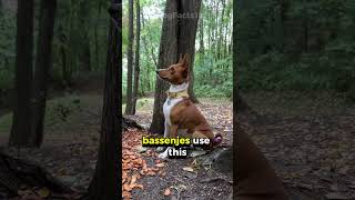 The Dog That Doesn’t Bark Meet the Unique Basenji dogfacts pets caninecuriosities doglovers [upl. by Rayshell]