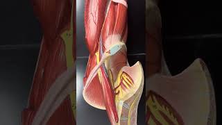 Nerves of the lower limb Biology 2401 [upl. by Ima]