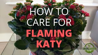 How To Care For Flaming Katy Kalanchoe Blossfeldiana [upl. by Anatol]