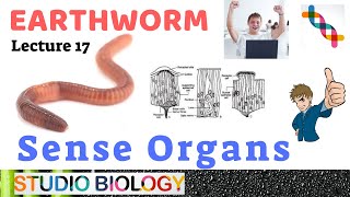 Class 11Zoology LecturesDiscuss about the Sense Organs in Earthworm and its Types217 [upl. by Ecinuahs]