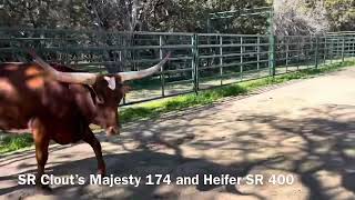 Struthoff Ranch Longhorn cow consignment lot7 for the Eddie Wood Cowtown Classic Jan 132024 11am [upl. by Kristy173]