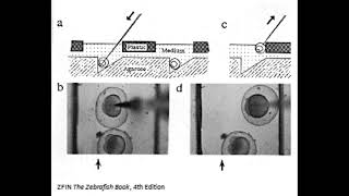 Zebrafish Embryo Injections [upl. by Melgar]