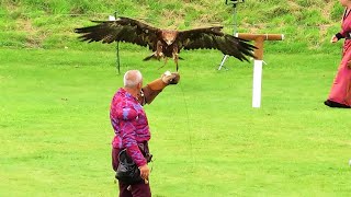 Medieval Falconry Display Golden Eagle Carisbrooke Castle [upl. by Shantee]