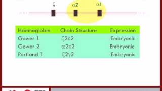 Haemoglobin synthesis pt 3  6 [upl. by Hopkins]